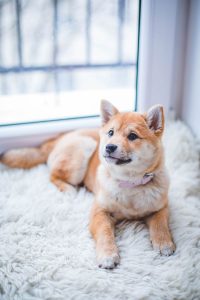 Shiba Inu dog sitting on a fluffy white rug